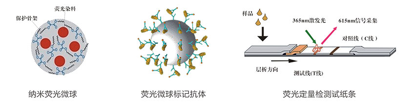 生物素(VB7)熒光定量快速檢測試紙條檢測原理